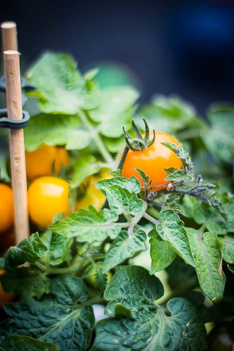 Charred tomato salad